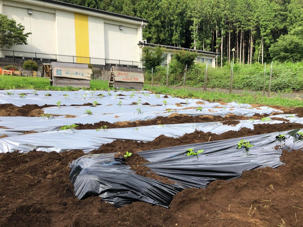 畑の様子 6 21 街づくり上川